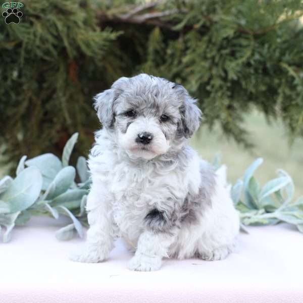 Jewel, Bich-Poo Puppy